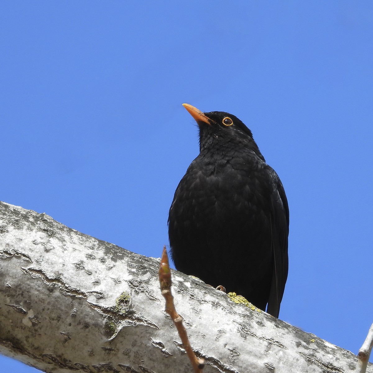 Eurasian Blackbird - ML616632115