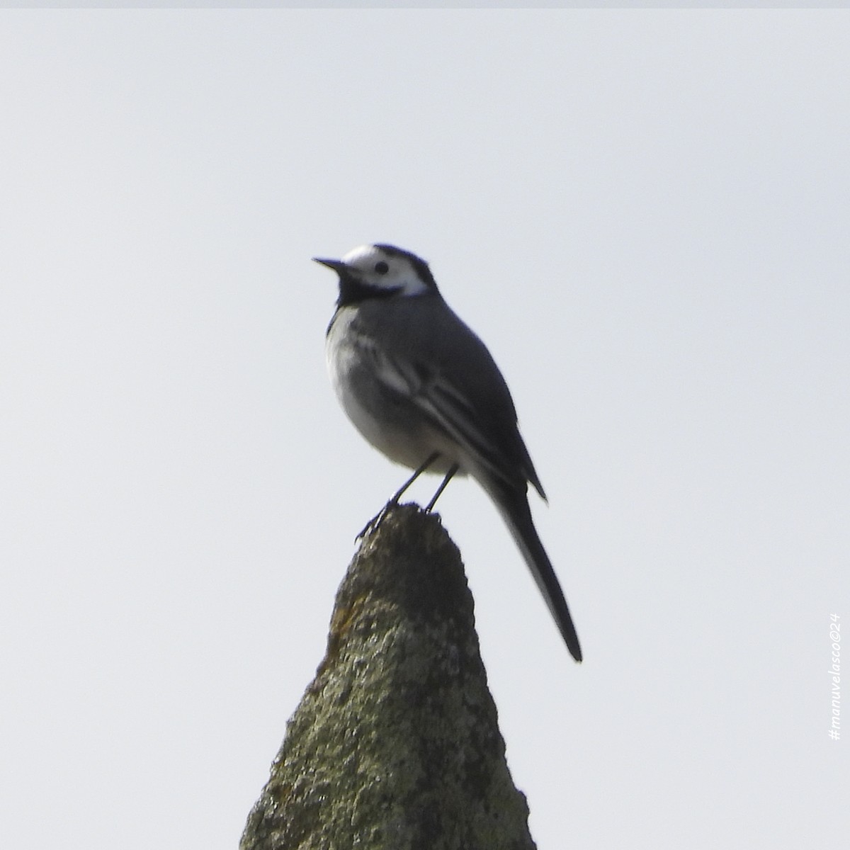 White Wagtail - ML616632121