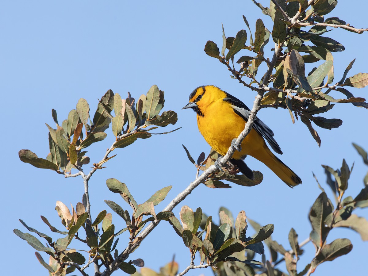 Oriole de Bullock - ML616632155