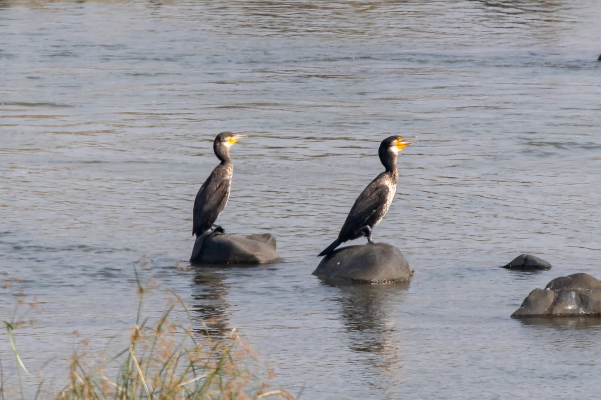 Indian Cormorant - Gopala Krishna Baliga