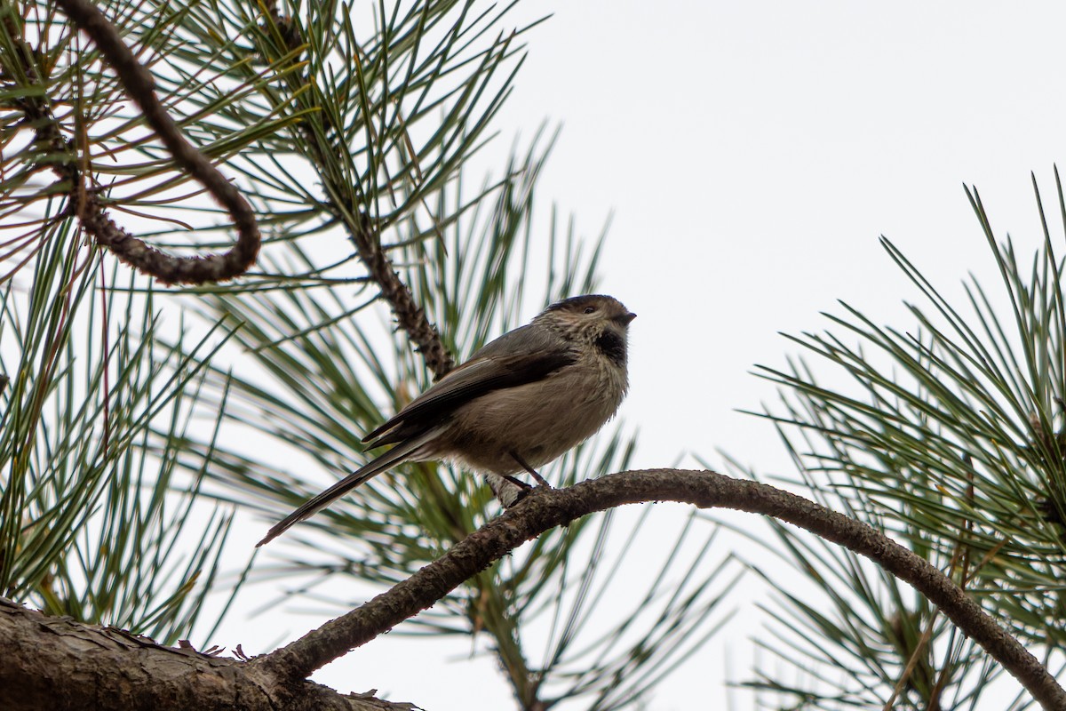 Long-tailed Tit - ML616632160