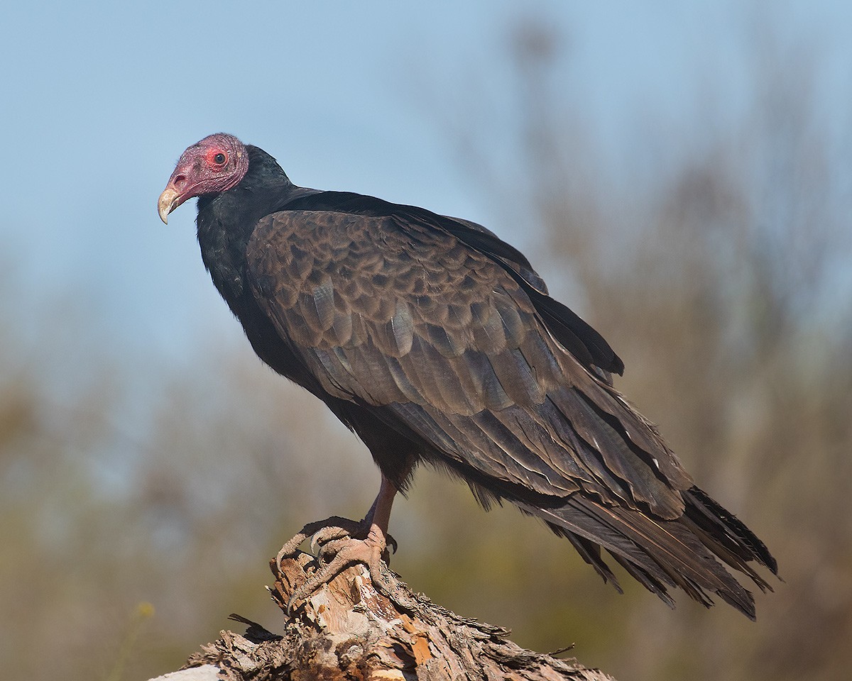 Turkey Vulture - ML616632174