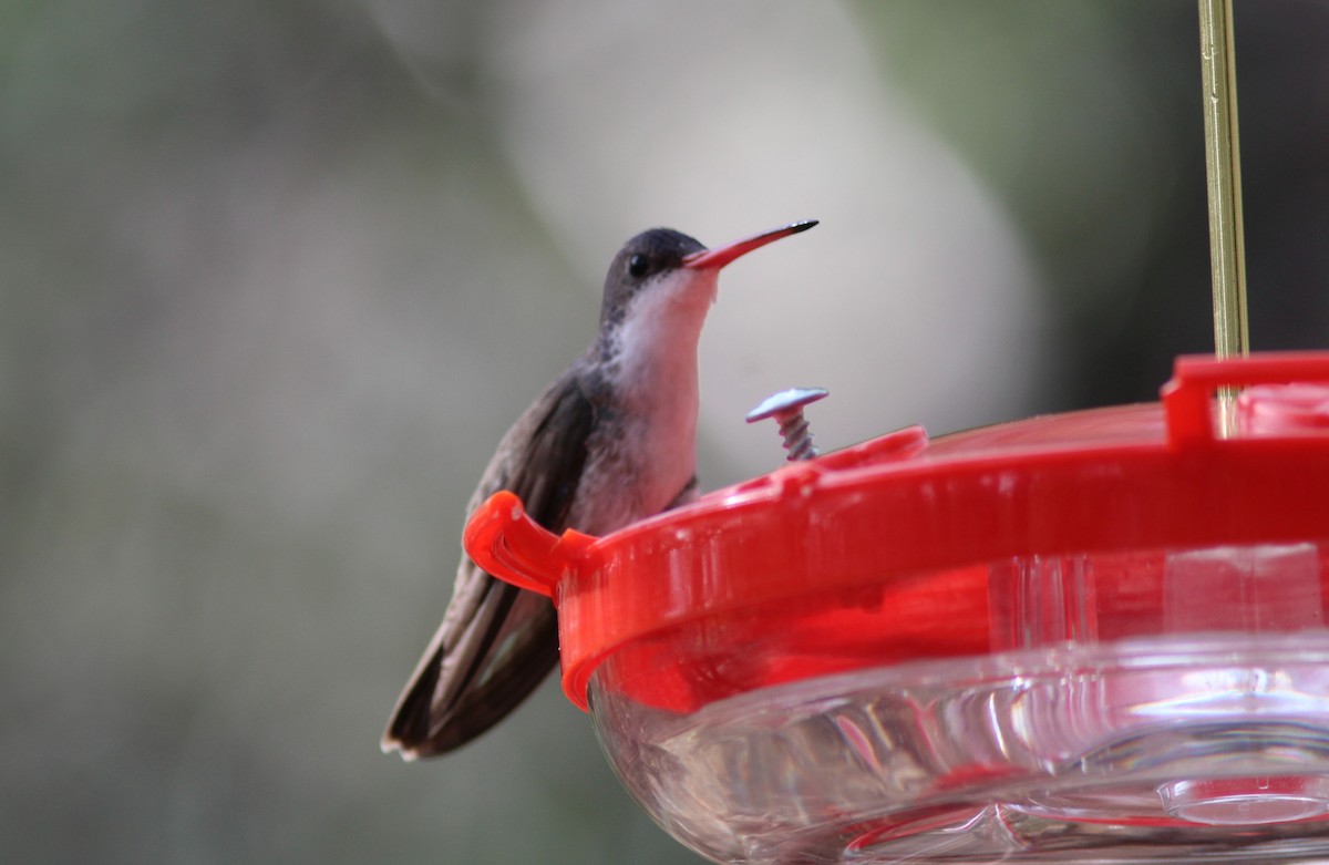 Violet-crowned Hummingbird - ML616632278