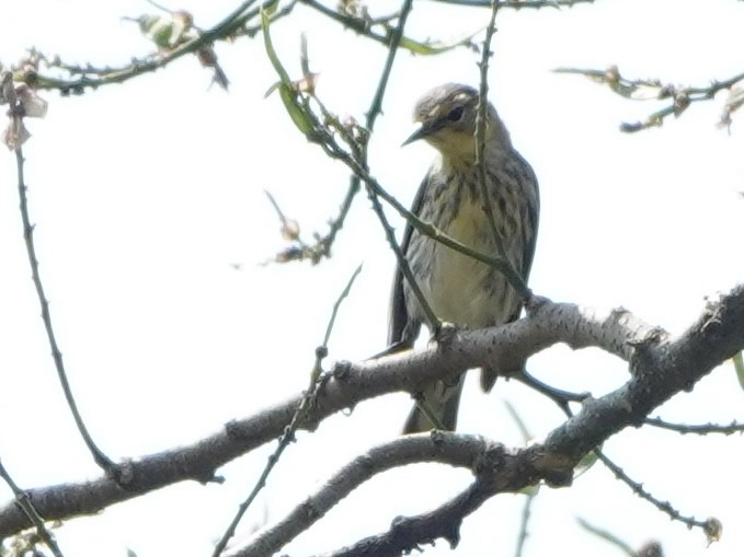 Cape May Warbler - ML616632356