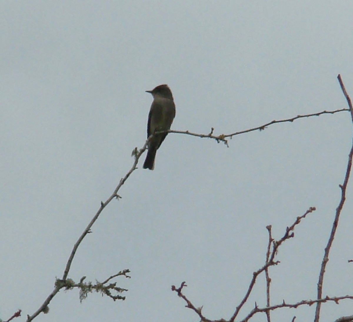 Olive-sided Flycatcher - ML616632360