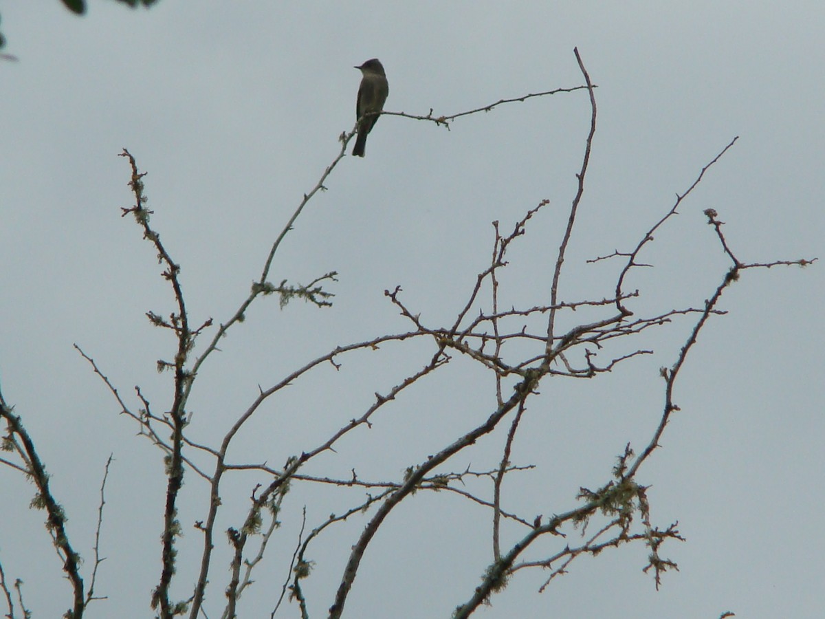 Olive-sided Flycatcher - ML616632361