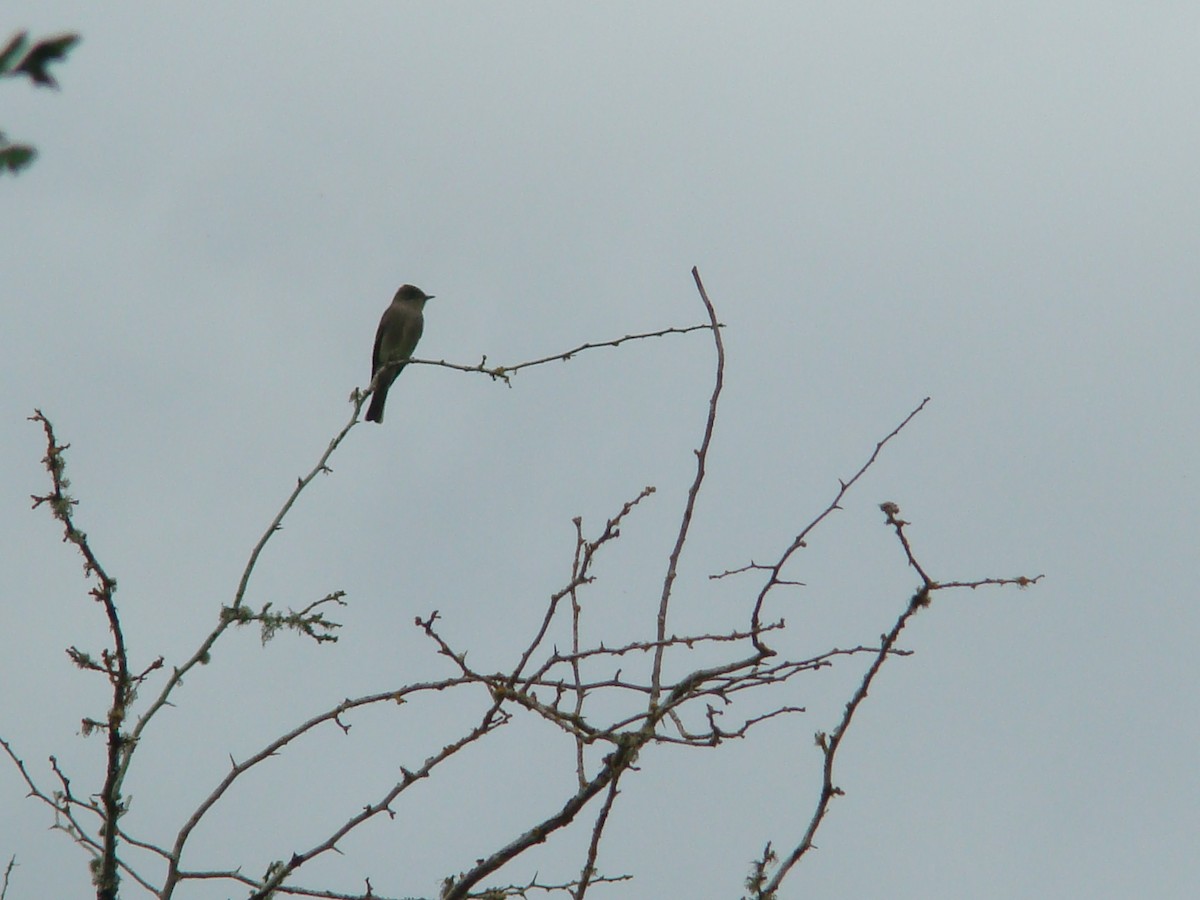 Olive-sided Flycatcher - ML616632362