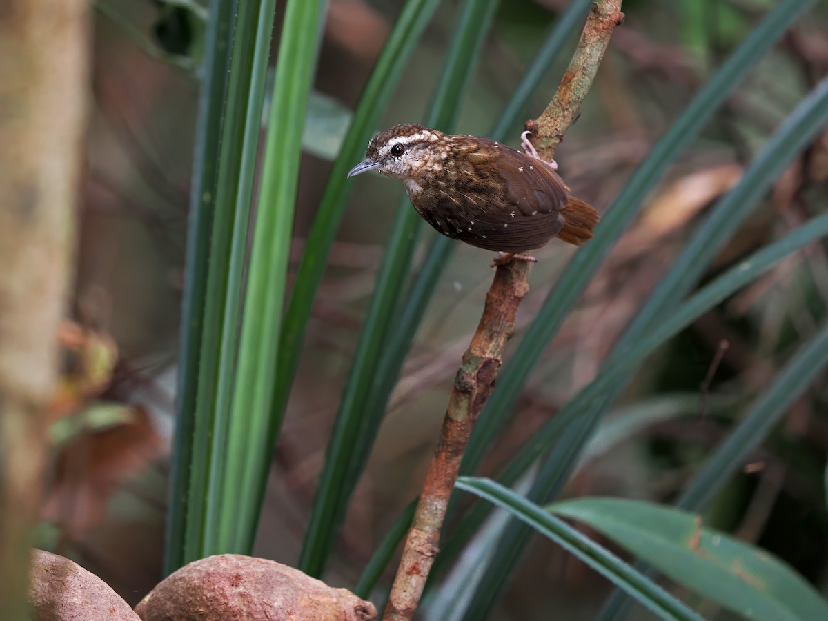 Eyebrowed Wren-Babbler - ML616632367