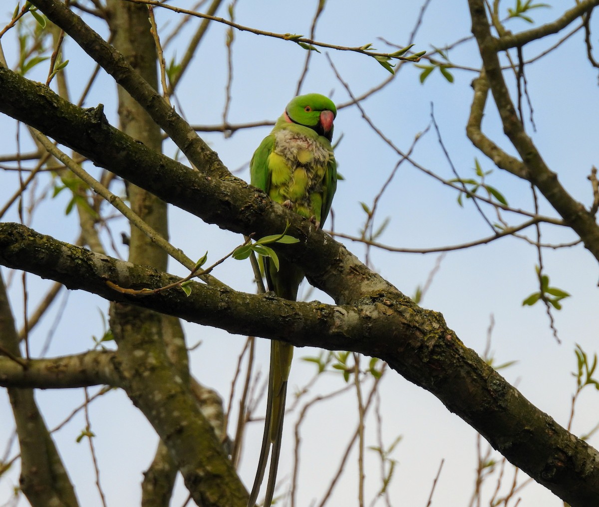 Rose-ringed Parakeet - ML616632368