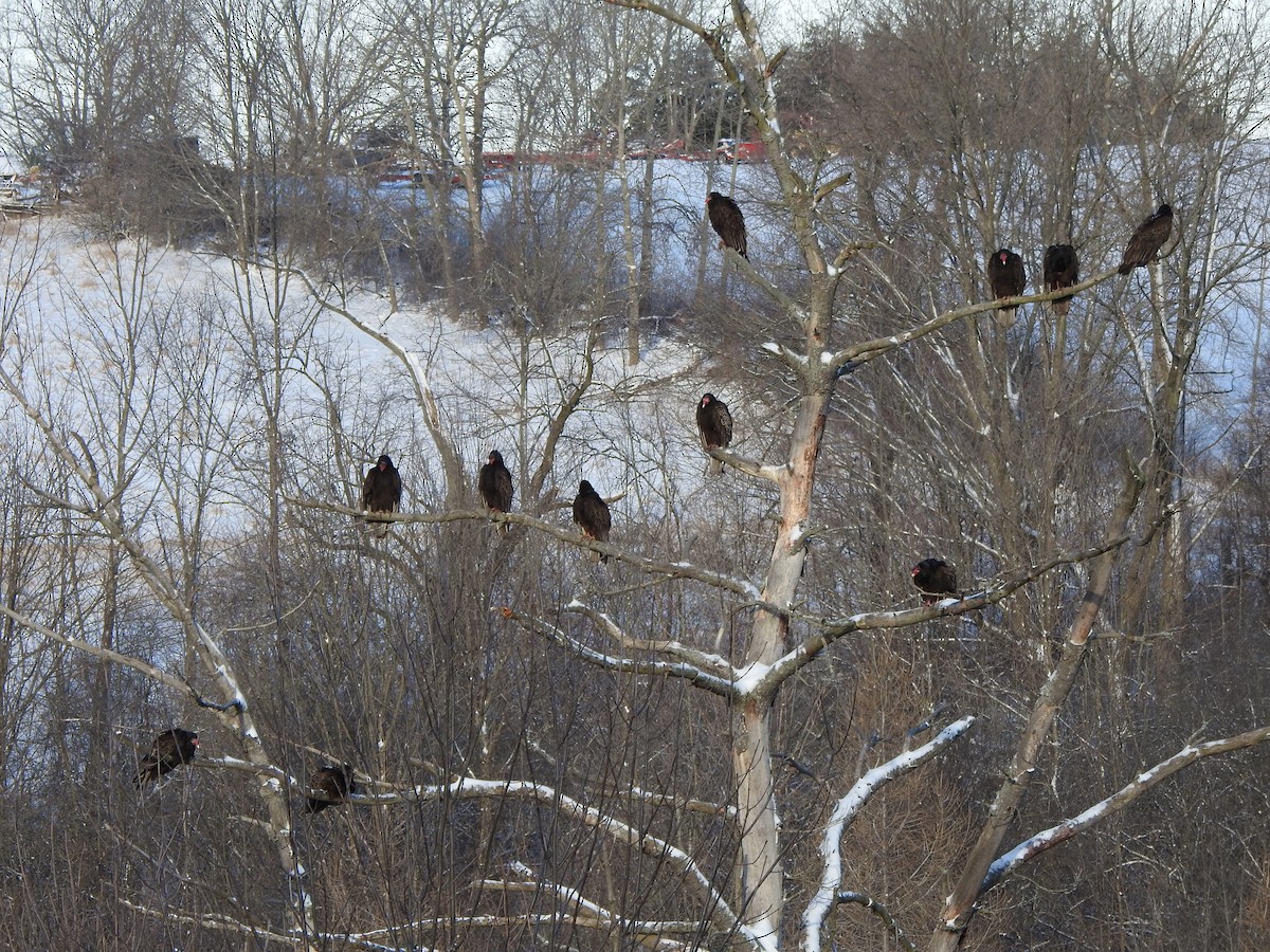 Turkey Vulture - ML616632422