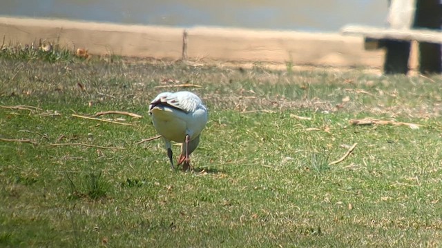 Snow Goose - ML616632489