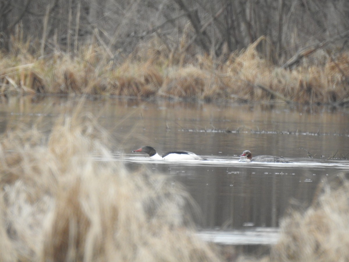 Common Merganser - ML616632498