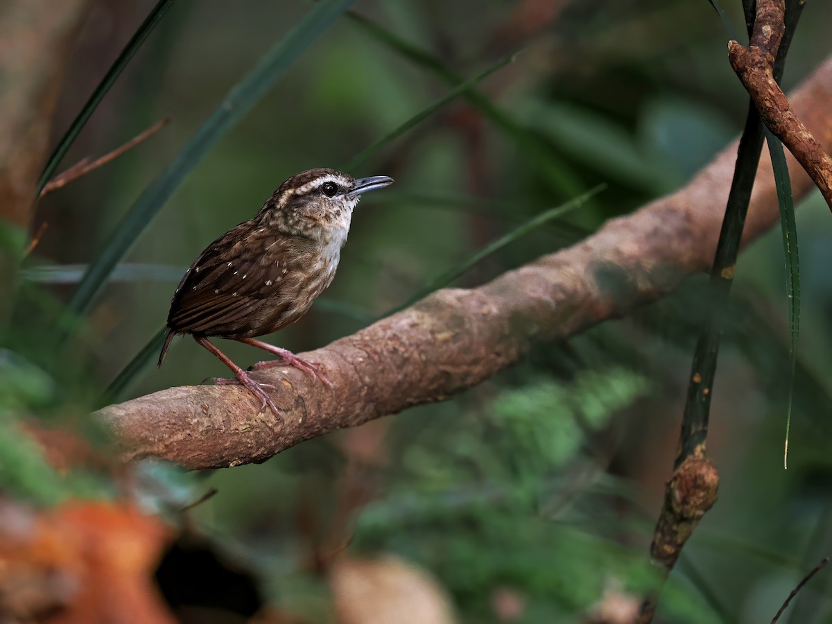 Eyebrowed Wren-Babbler - ML616632509