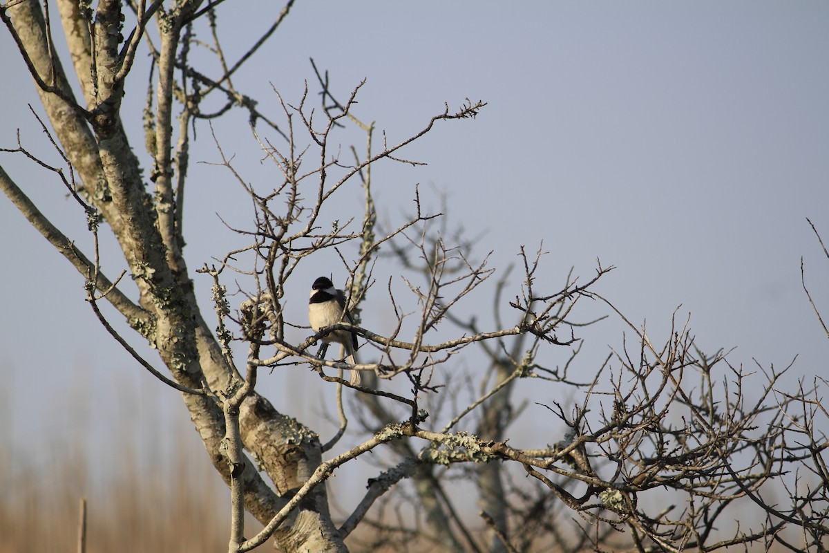 Carolina Chickadee - ML616632529