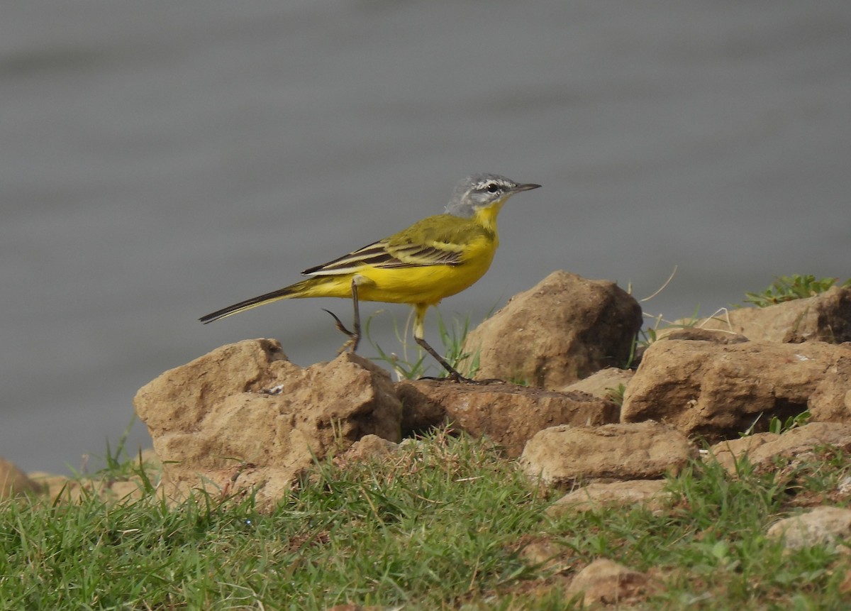 Western Yellow Wagtail (beema) - ML616632536