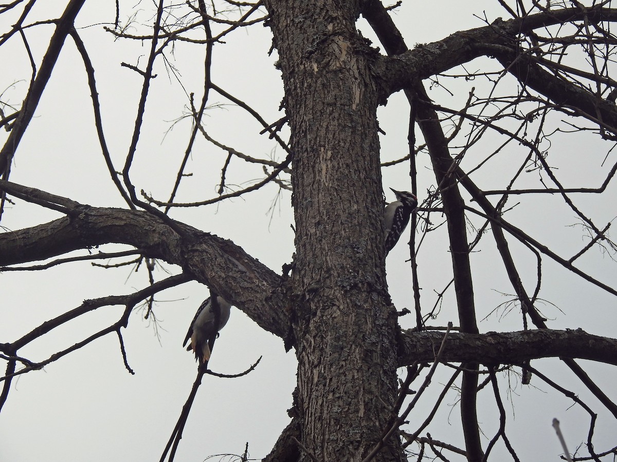 Hairy Woodpecker - ML616632572