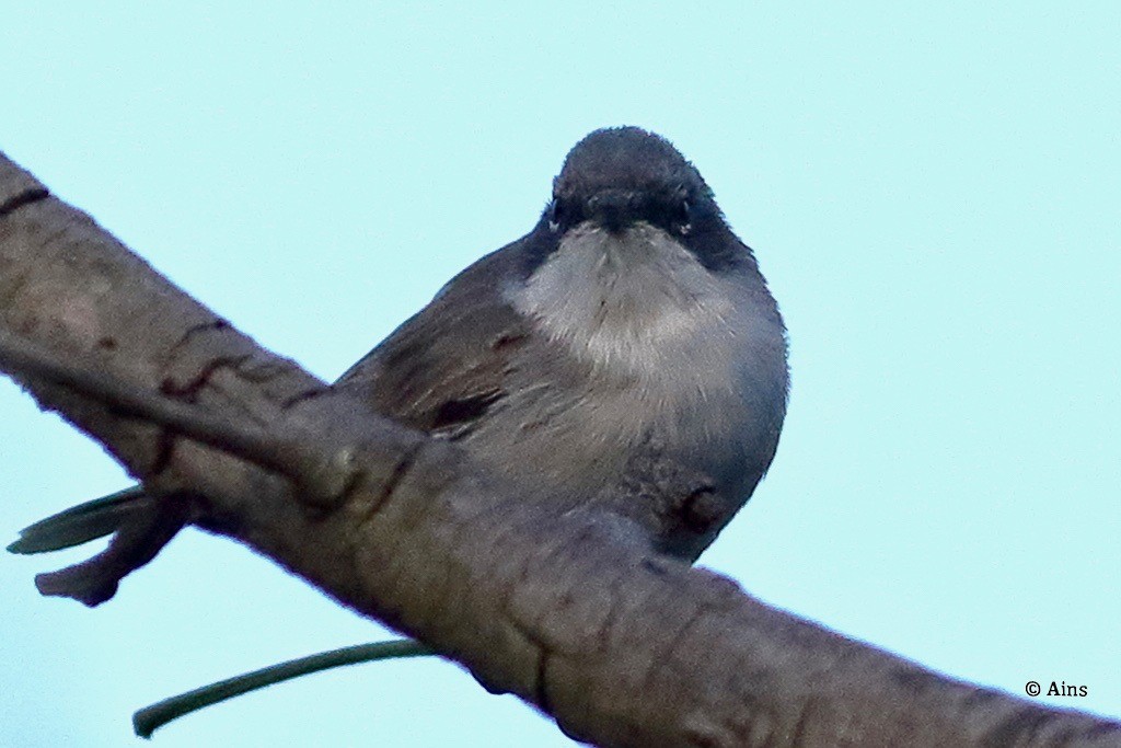 Lesser Whitethroat - ML616632582