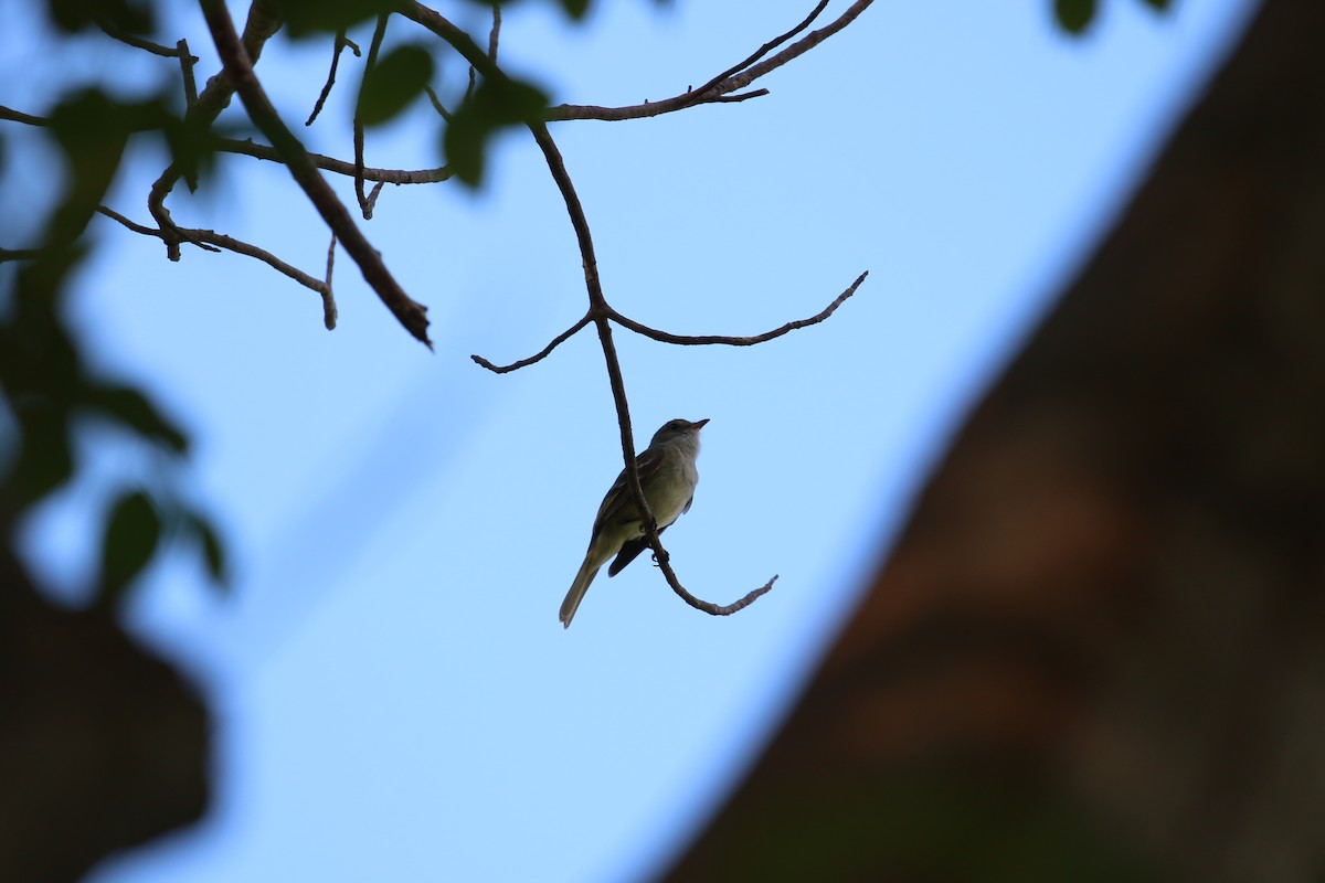 Caribbean Elaenia - Matthew Berg