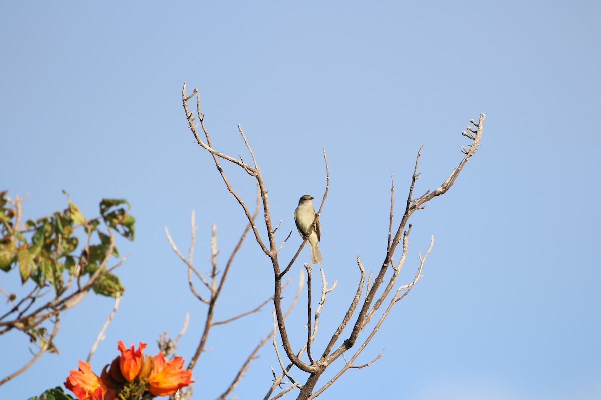 Caribbean Elaenia - ML616632589