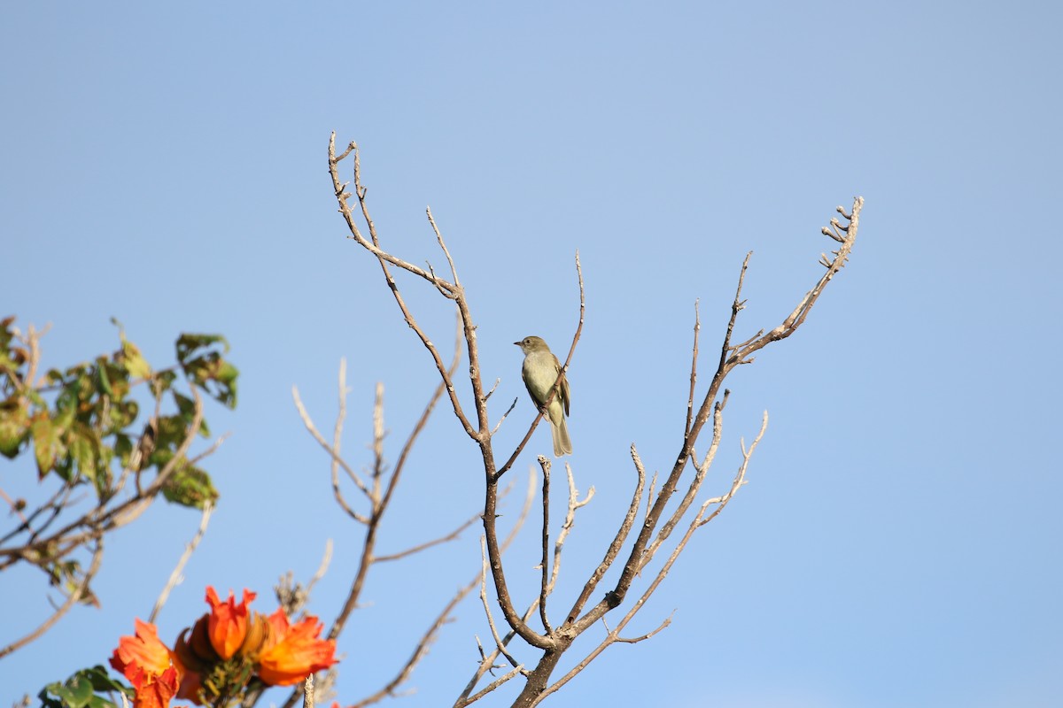 Caribbean Elaenia - ML616632593