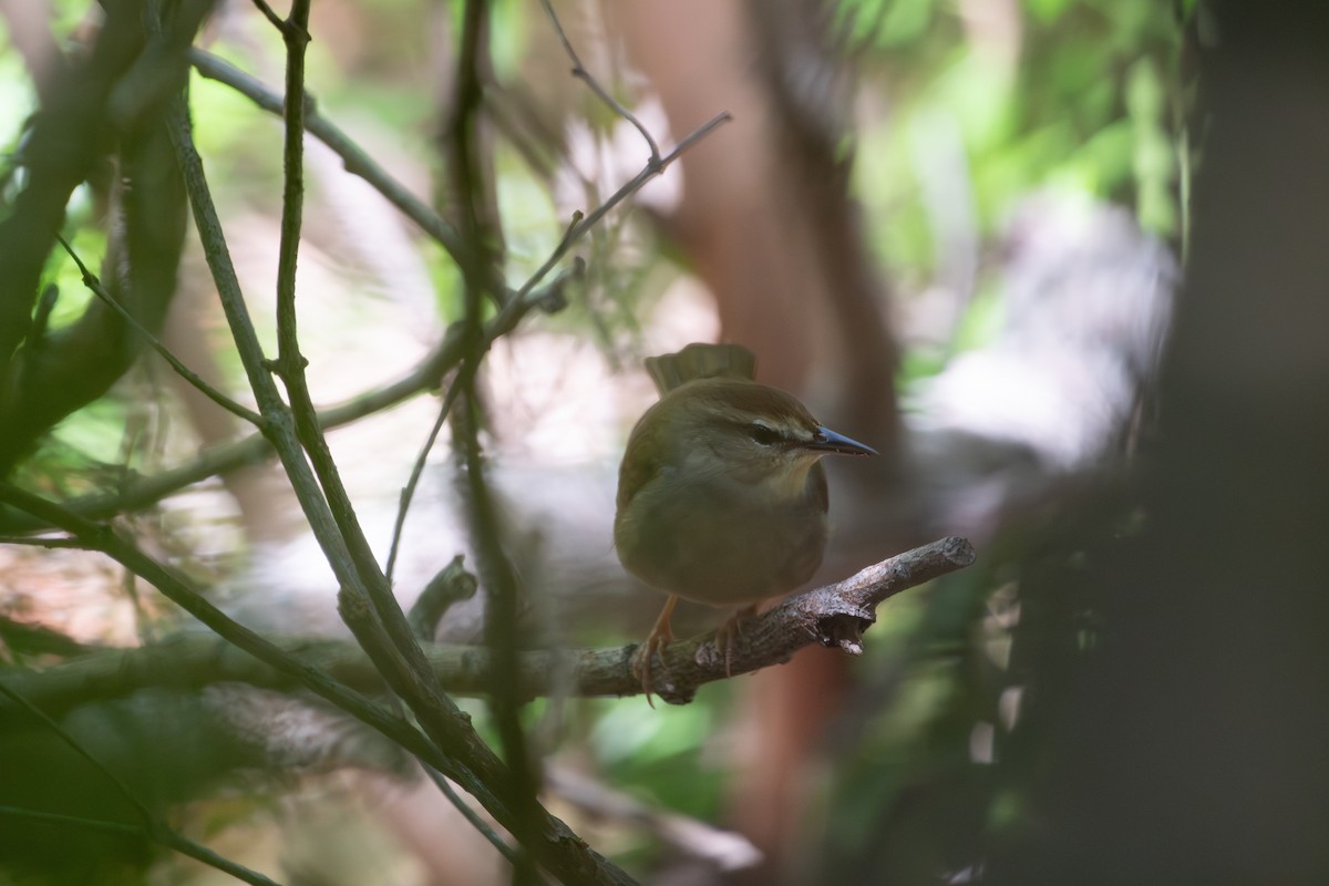 Swainson's Warbler - Ken Reichner