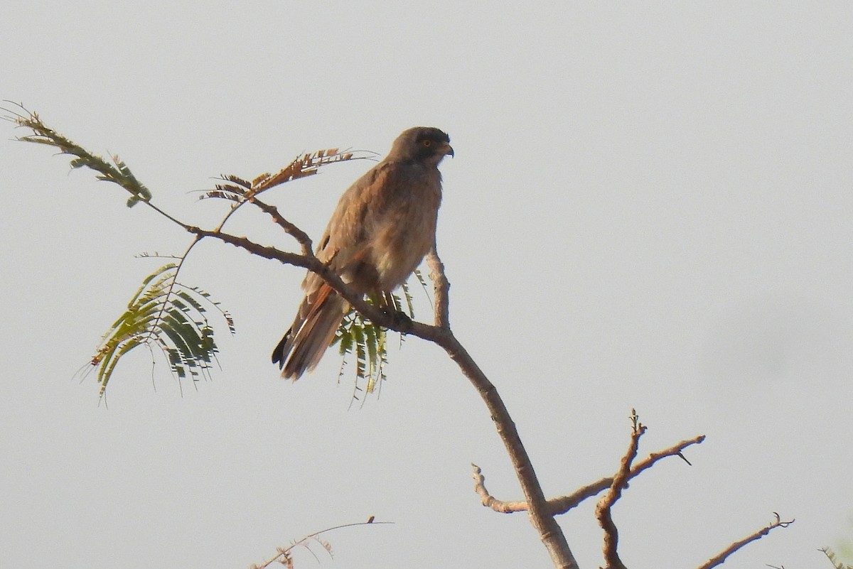 Grasshopper Buzzard - Carlos Alberto Ramírez