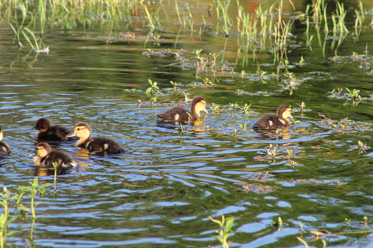 Muscovy Duck (Domestic type) - Genesis Zabrzenski