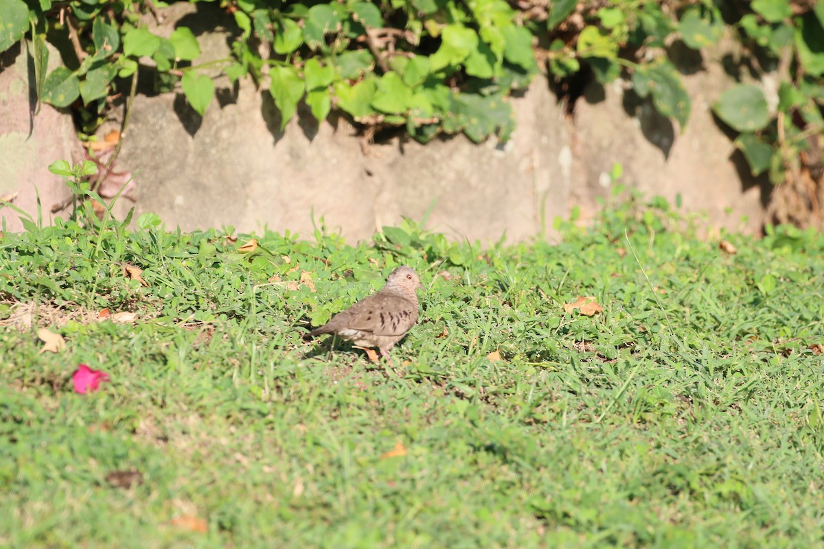 Common Ground Dove - Matthew Berg