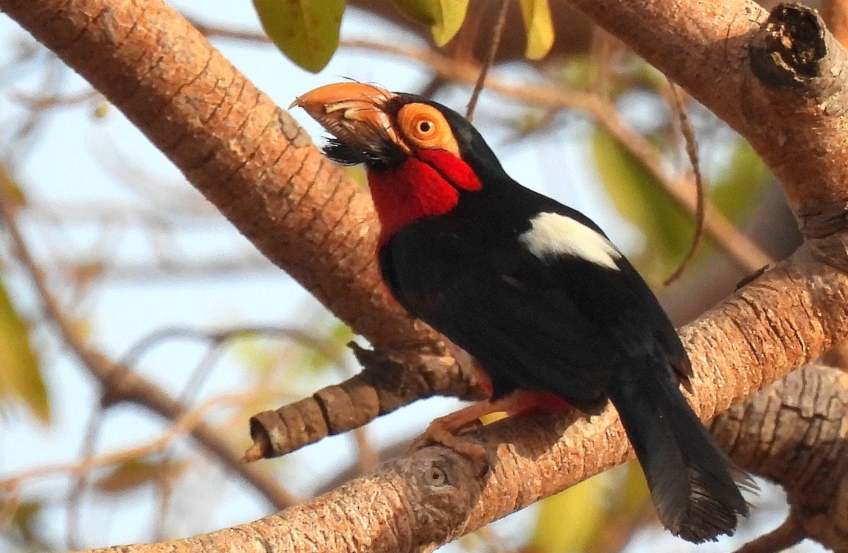 Bearded Barbet - Carlos Alberto Ramírez