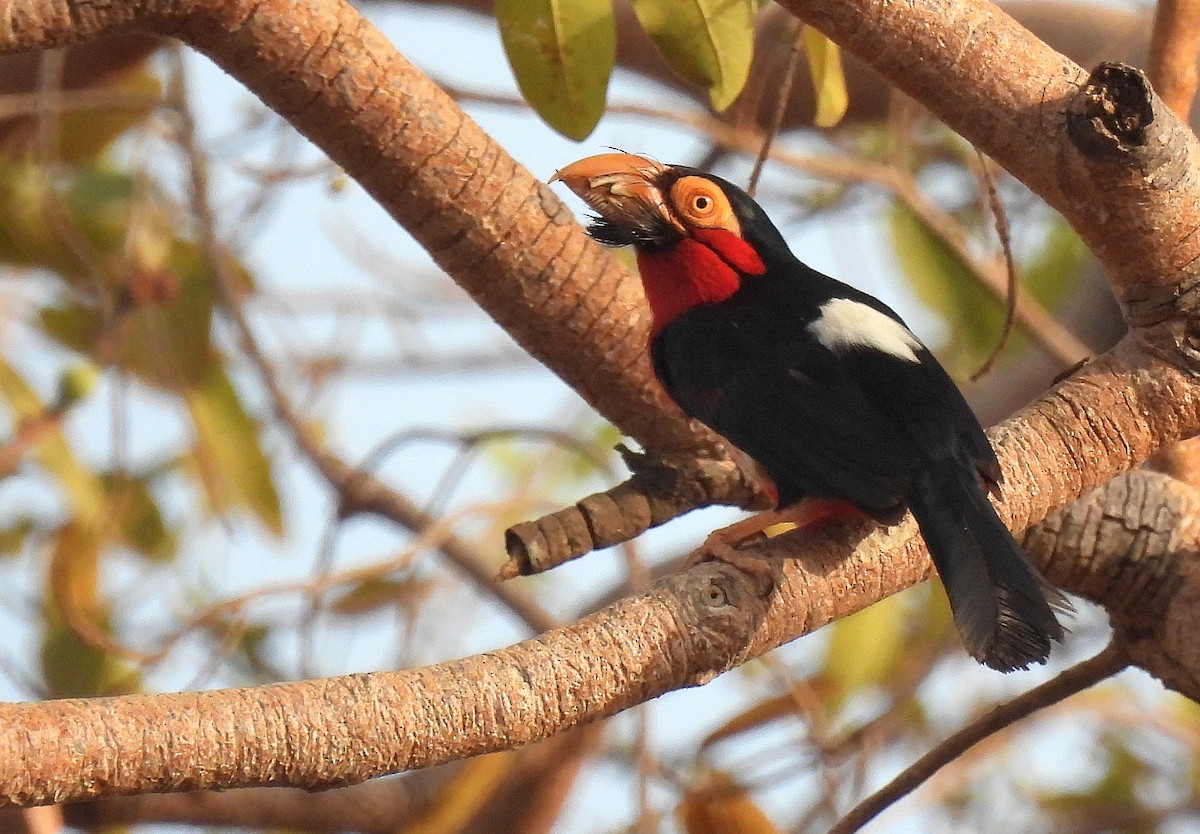 Bearded Barbet - Carlos Alberto Ramírez