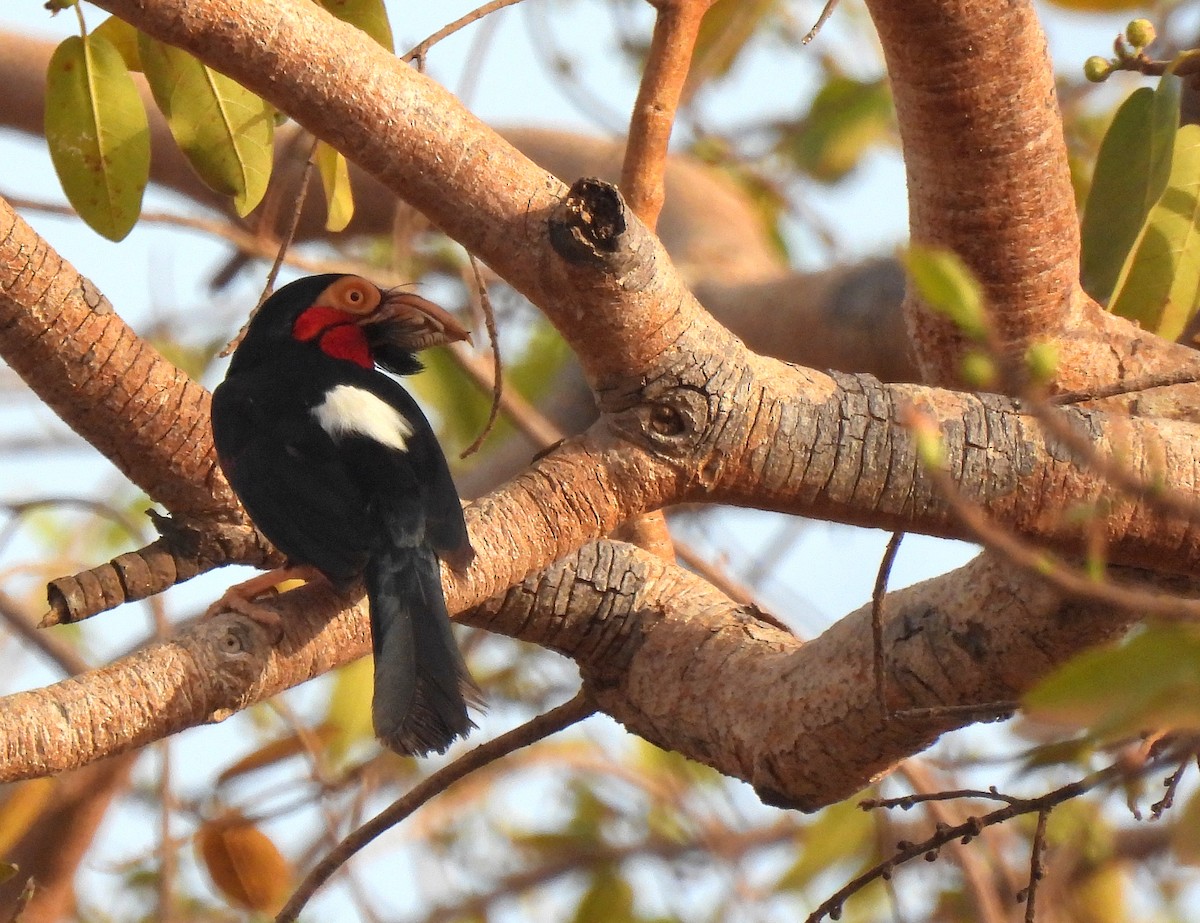 Bearded Barbet - Carlos Alberto Ramírez