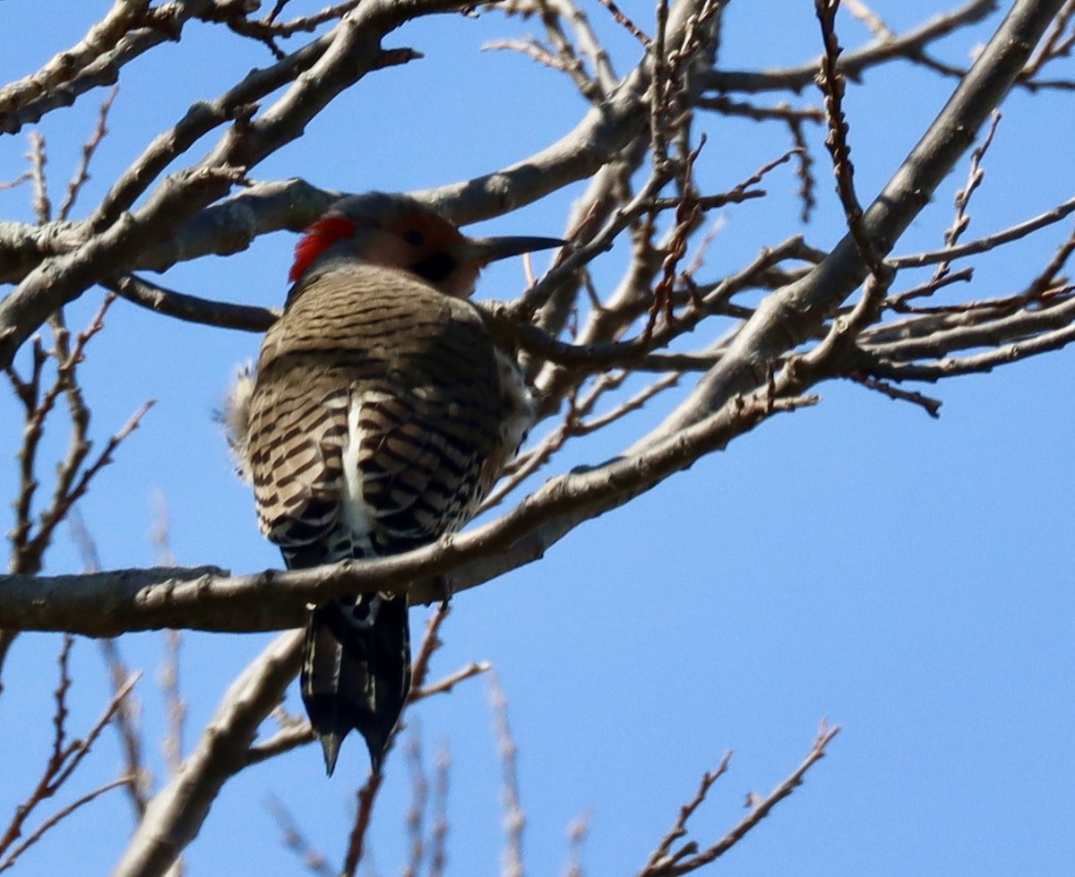 Northern Flicker (Yellow-shafted) - ML616632697