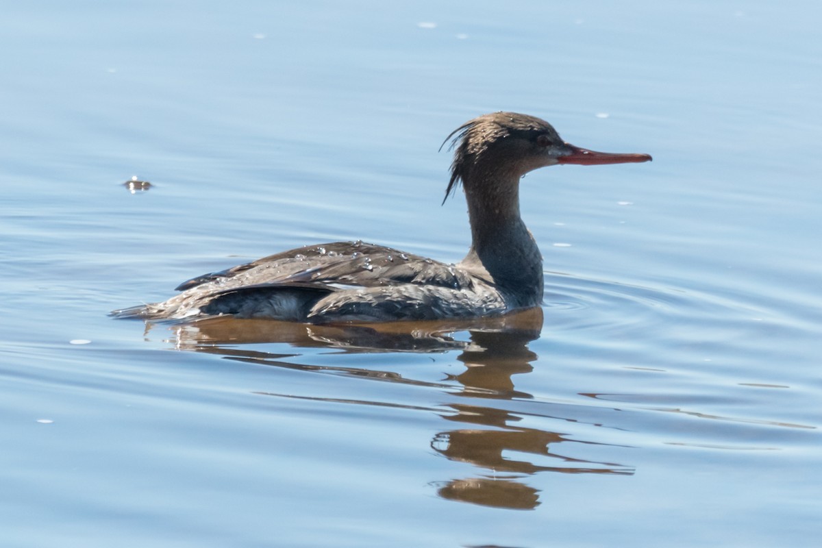 Red-breasted Merganser - ML616632701