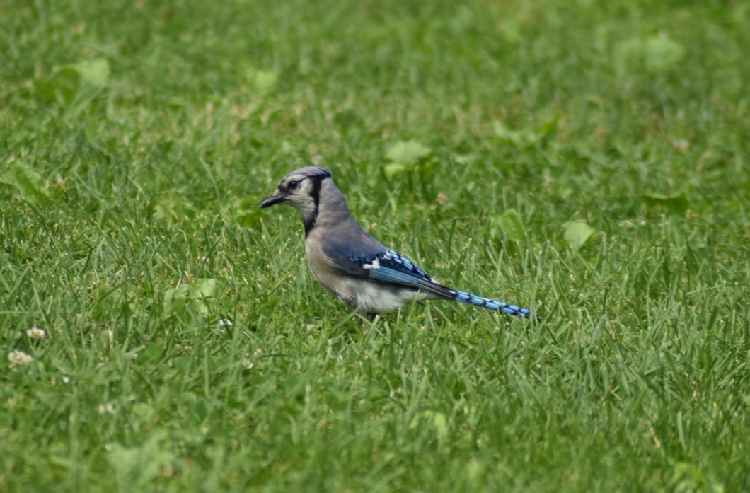 Blue Jay - ML616632743