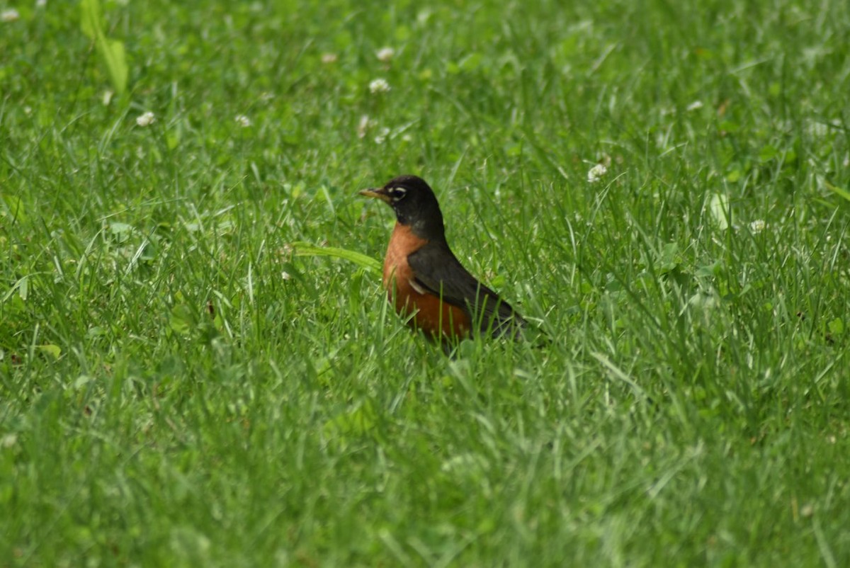 American Robin - ML616632749