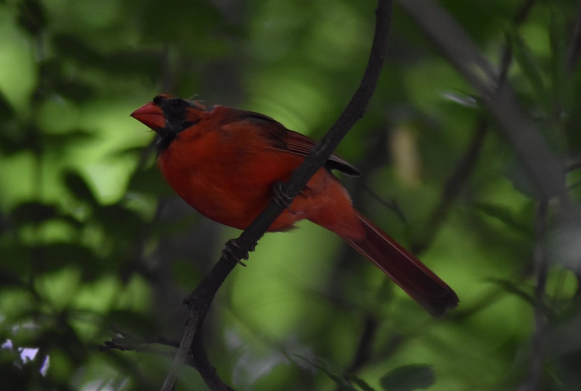 Northern Cardinal - ML616632755