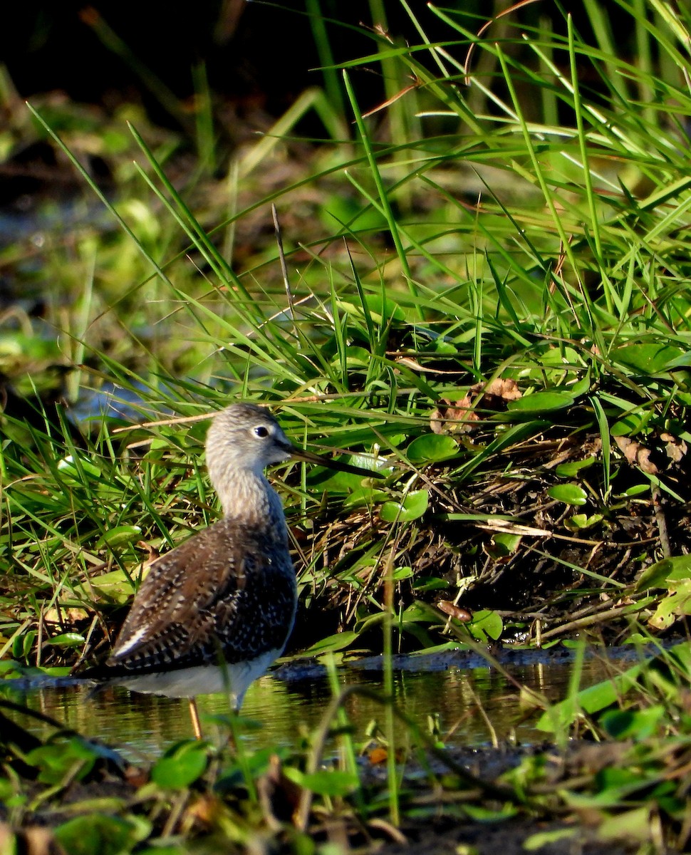 Greater Yellowlegs - ML616632783