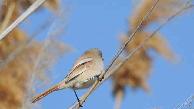 Bearded Reedling - ML616632821