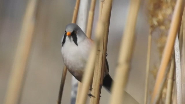 Bearded Reedling - ML616632822