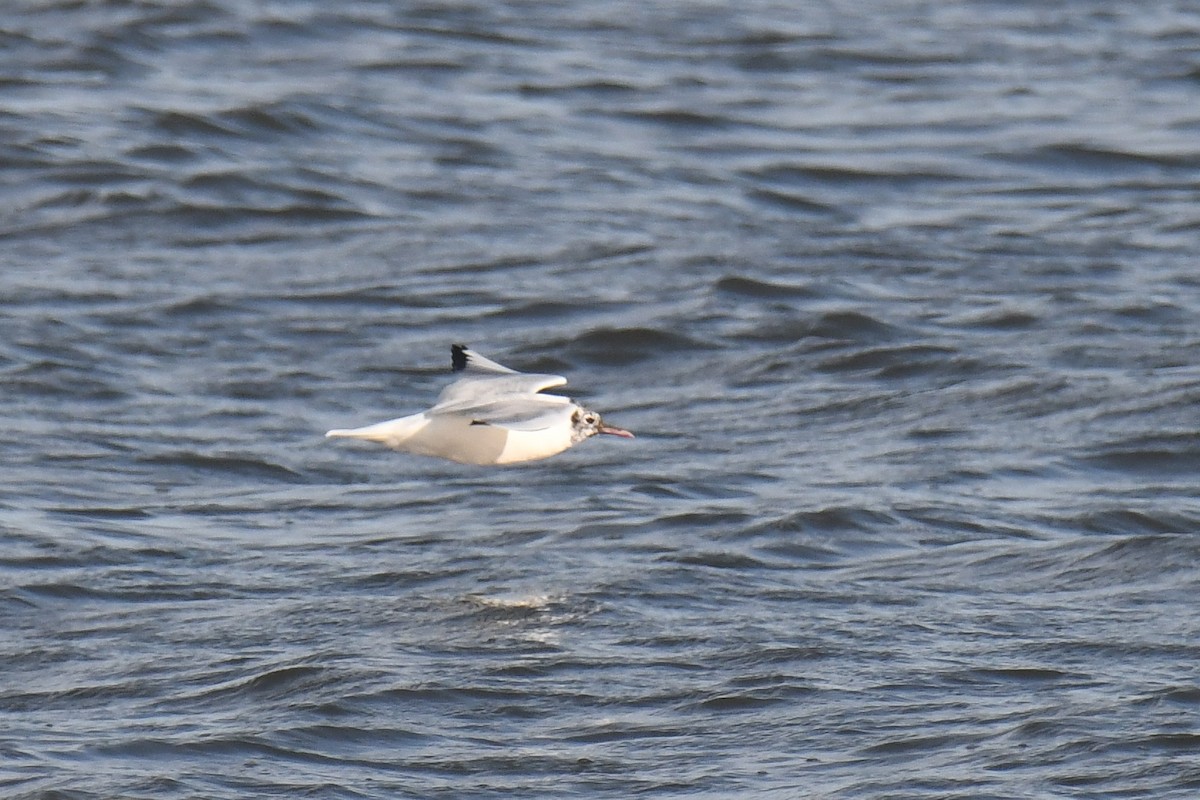 Black-headed Gull - Ethan Monk