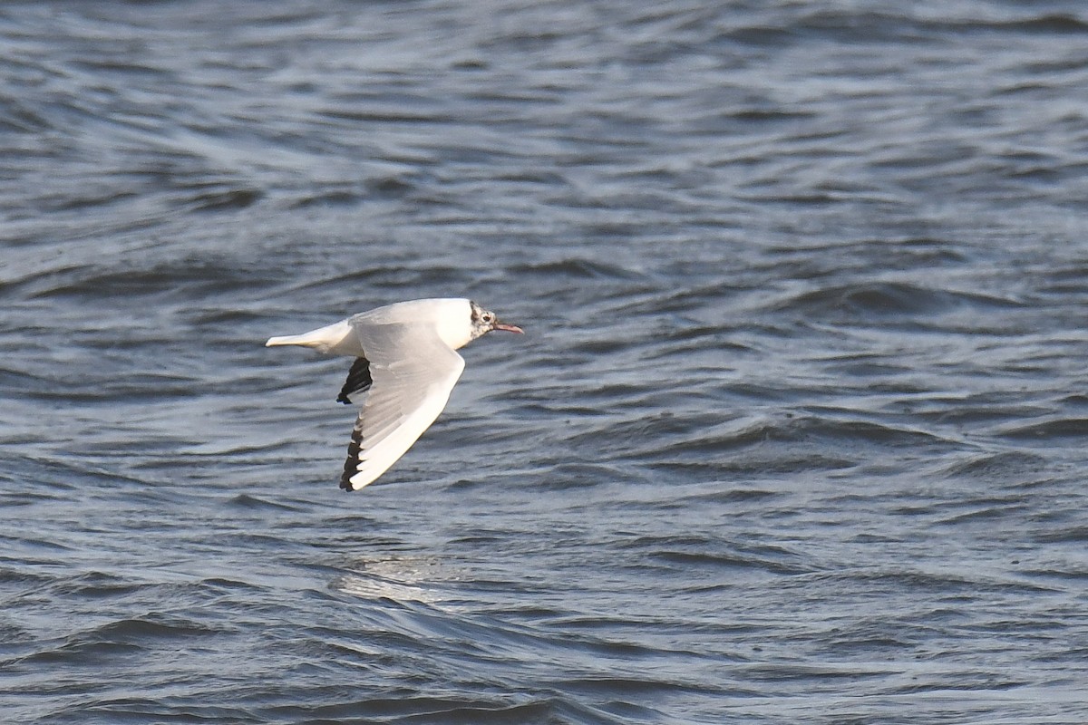 Black-headed Gull - Ethan Monk