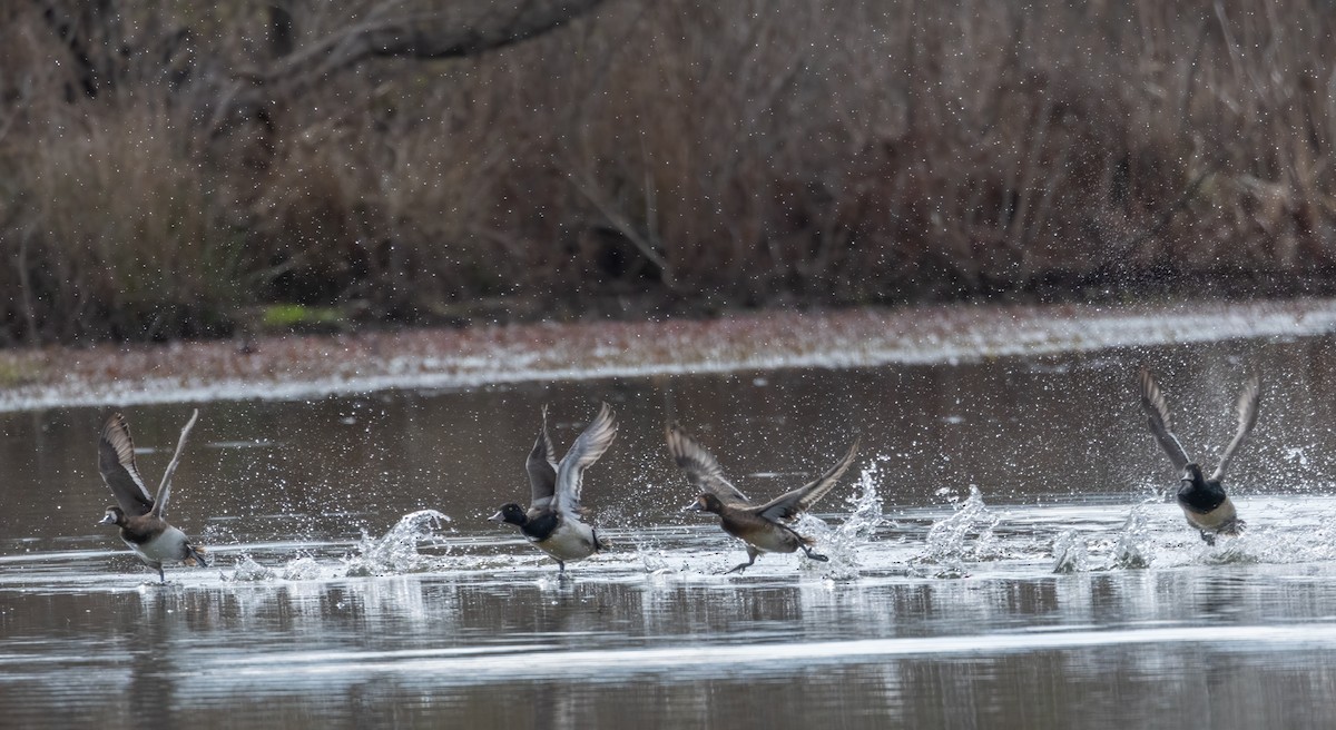 Lesser Scaup - ML616632844