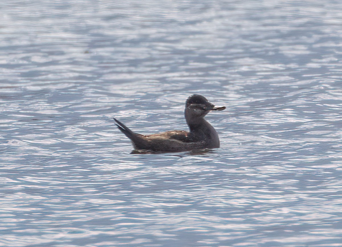 Ruddy Duck - ML616632846