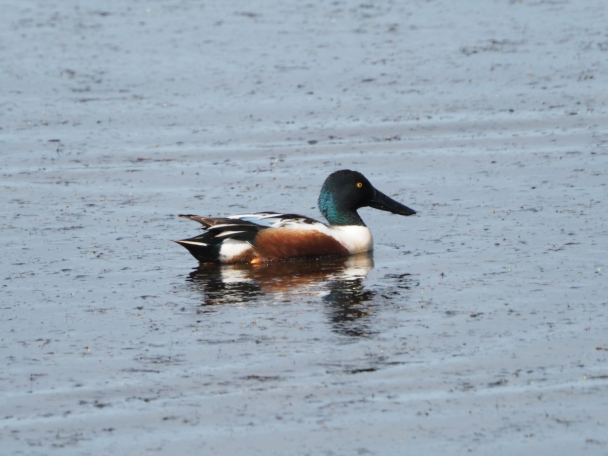 Northern Shoveler - ML616632849