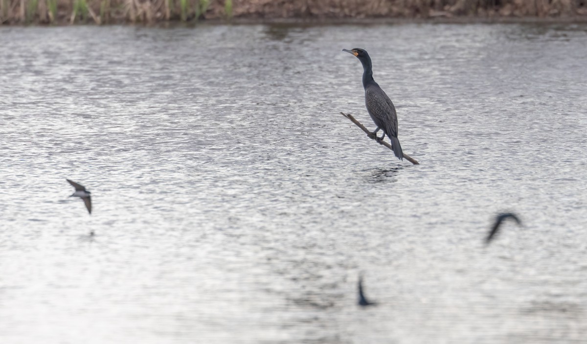 Double-crested Cormorant - Tracy Kaminer