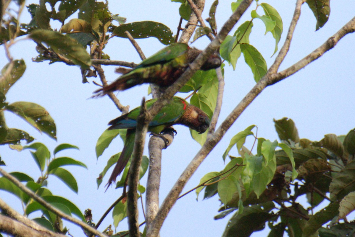 Conure versicolore - ML616632906