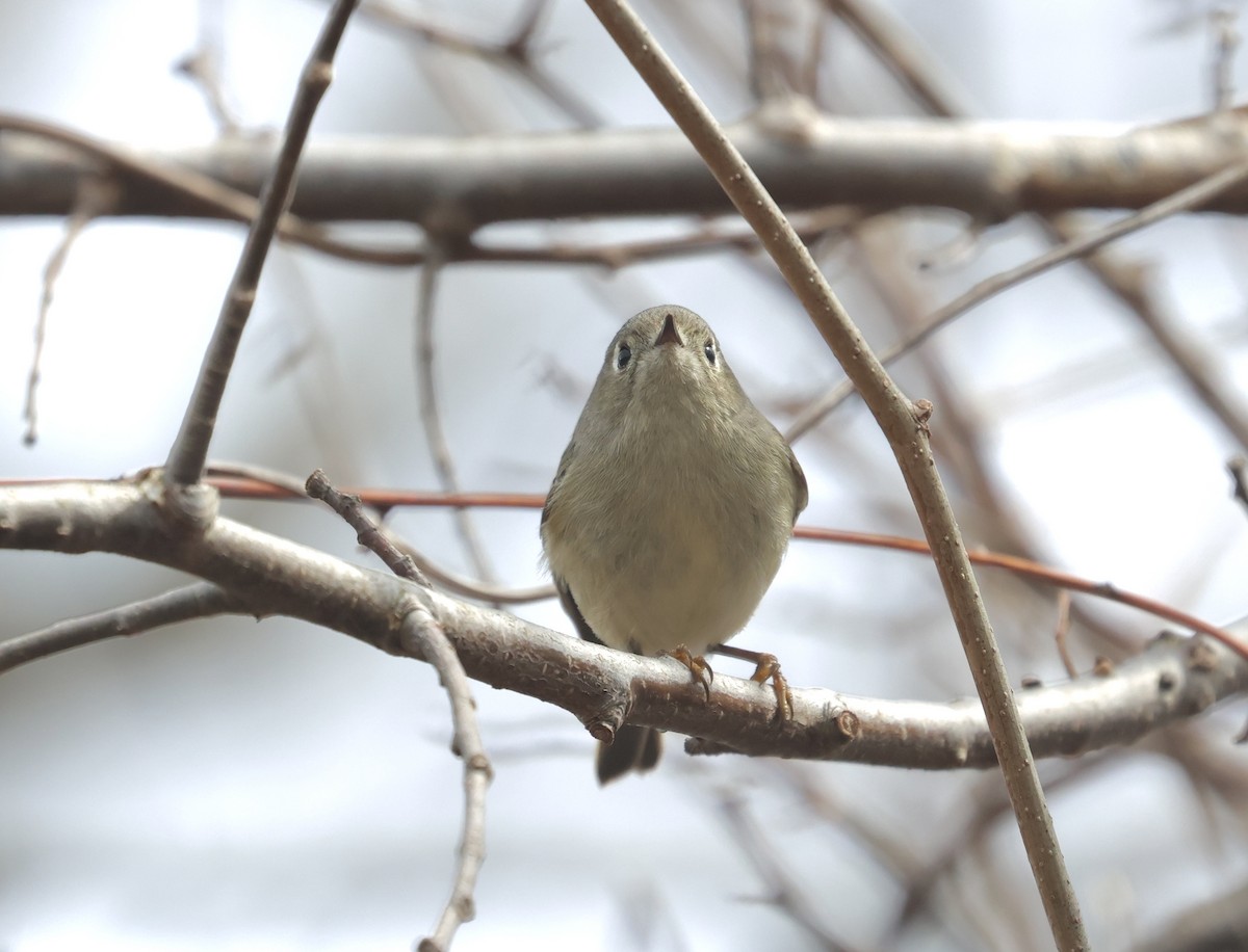 Ruby-crowned Kinglet - ML616632908