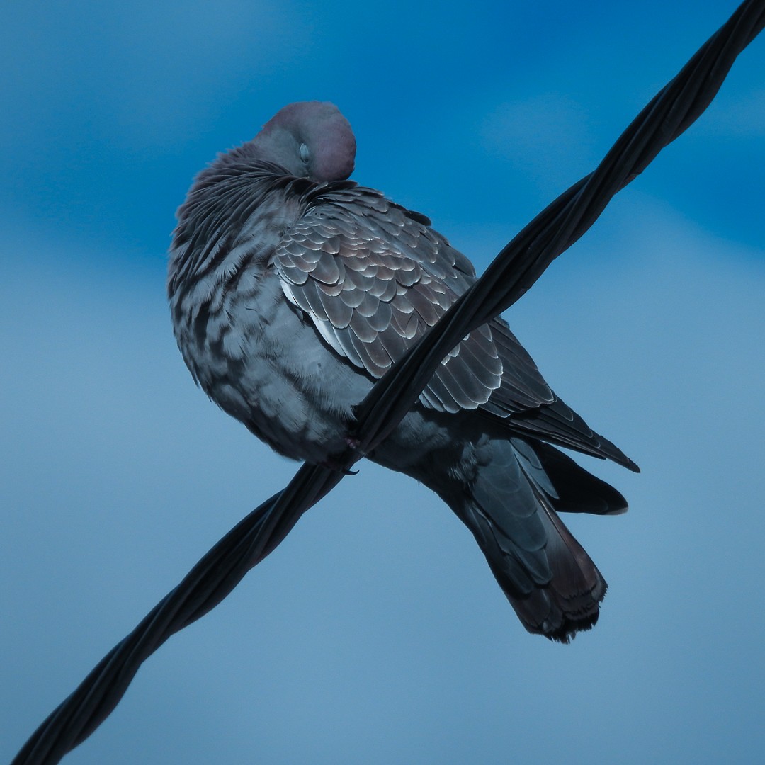 Spot-winged Pigeon - Edwin Antony Calderon Noa