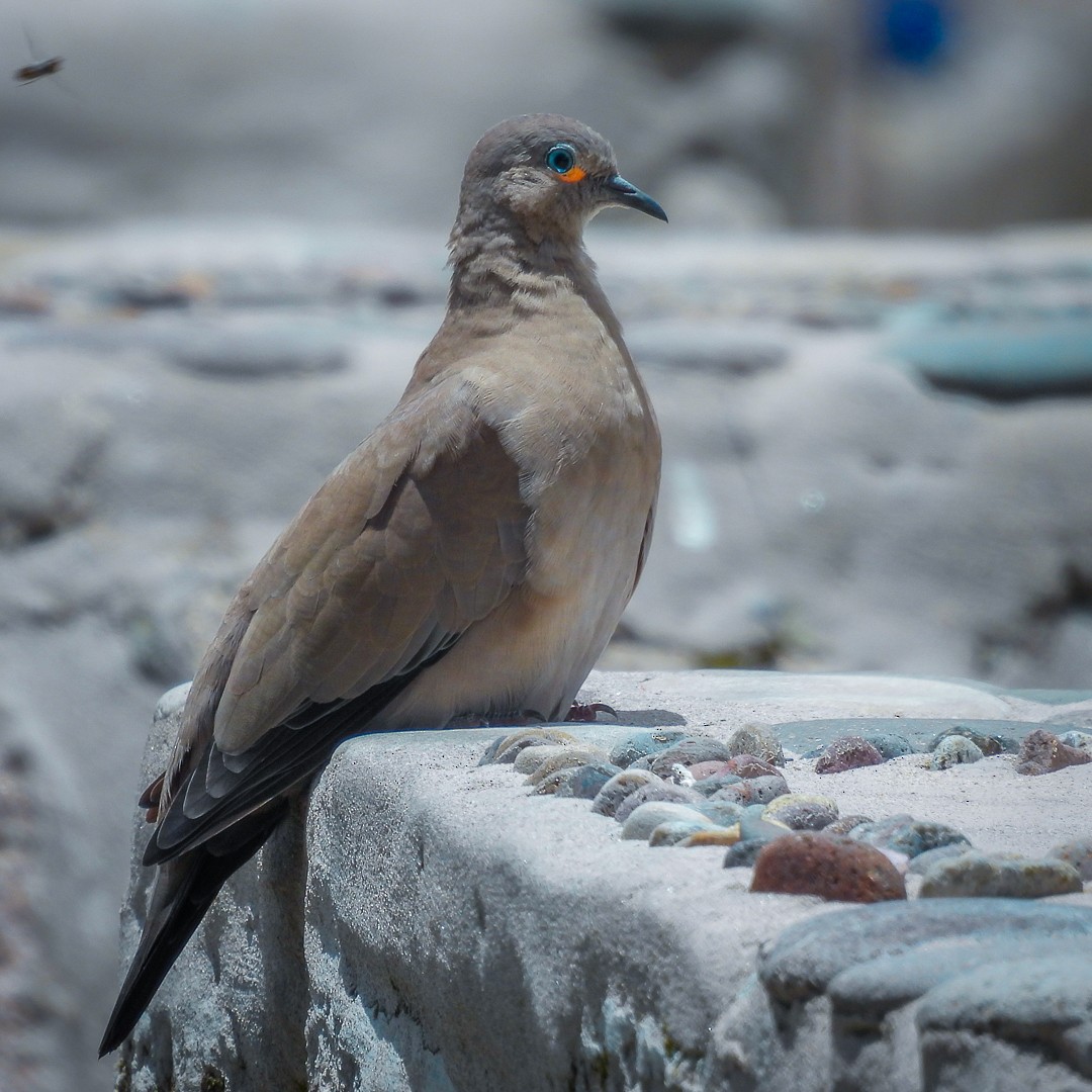 Black-winged Ground Dove - ML616632918