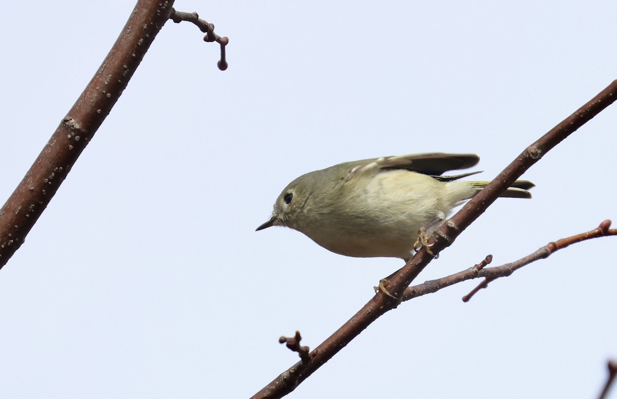 Ruby-crowned Kinglet - Erik Nielsen